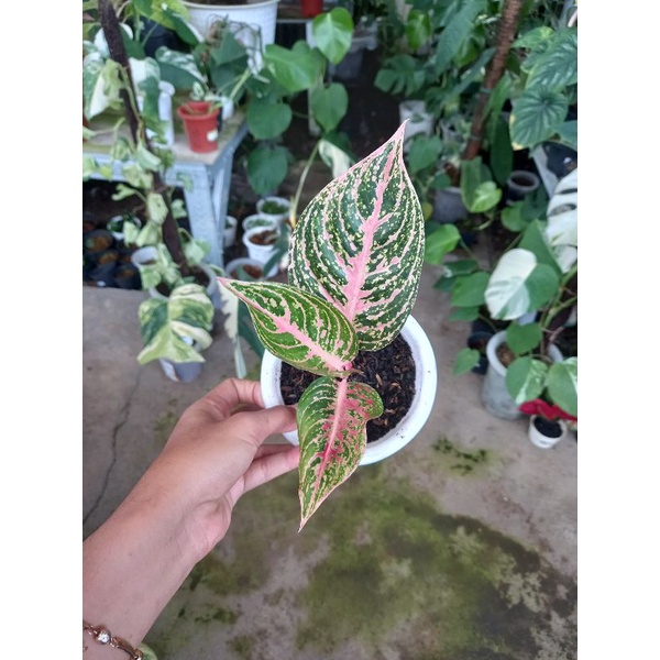 Aglonema paulina cantik / paulina murah sesuai foto