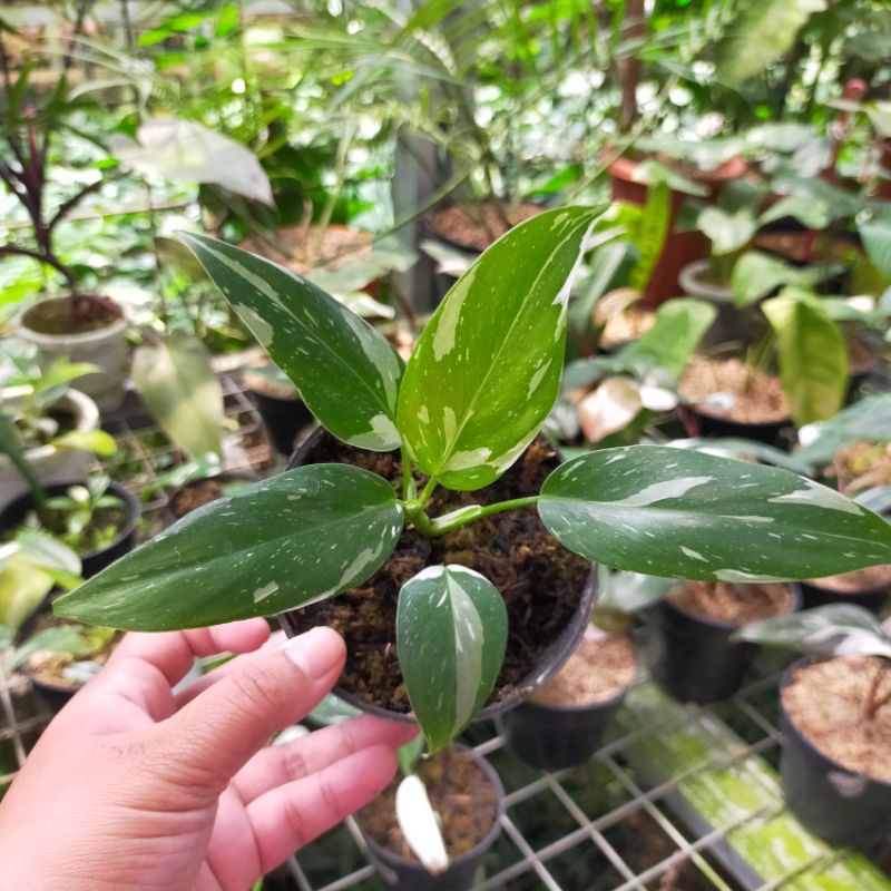 philodendron white wizard