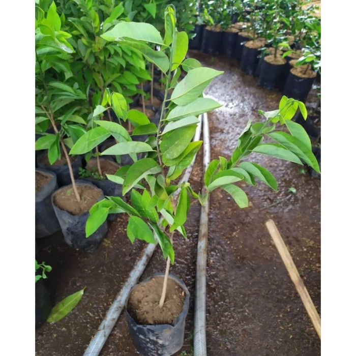 Suplayer Bibit Pohon Srikaya Jumbo Srikaya Ratu