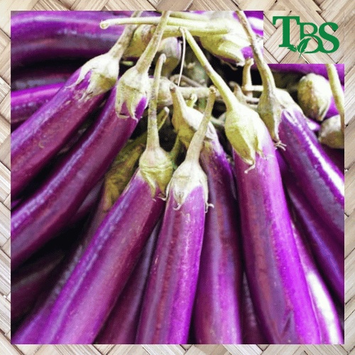 TERONG BESAR KUALITAS PREMIUM (KHUSUS SAMEDAY DAN INSTAN)