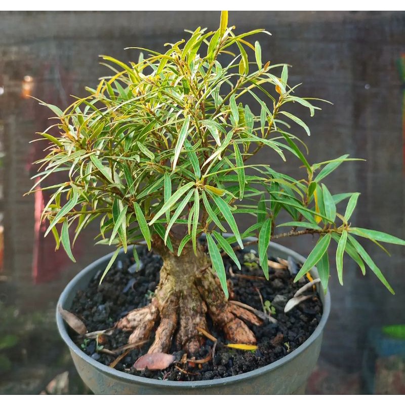 bonsai ficus California pecah batang