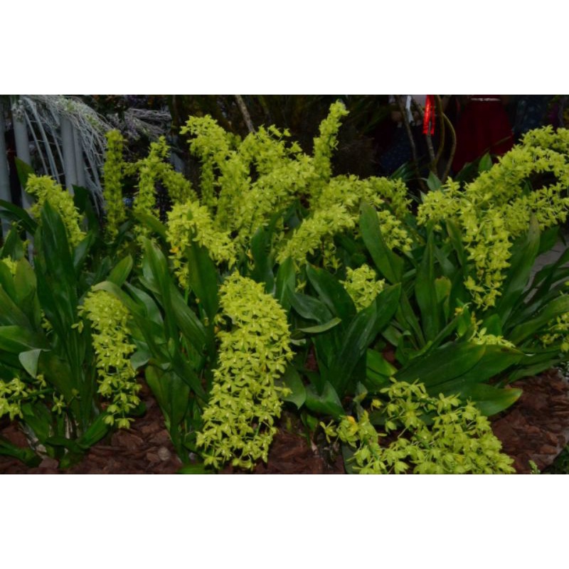 Anggrek Remaja Grammatophyllum Citrinum