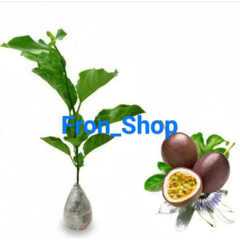 Bibit Markisa Ungu | Bibit Buah Markisa Ungu | Tanaman Buah Markisa Rambat
