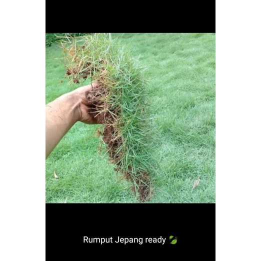 Rumput jepang per 1 meter - rumput jepang
