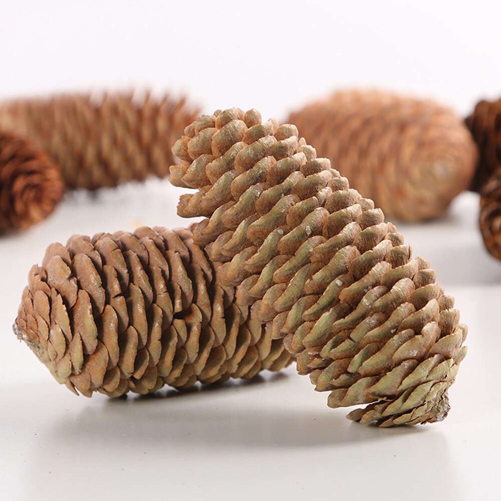 DRIED PINE CONE