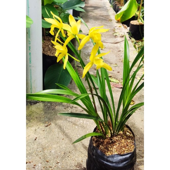 Anggrek tanah / golden boy