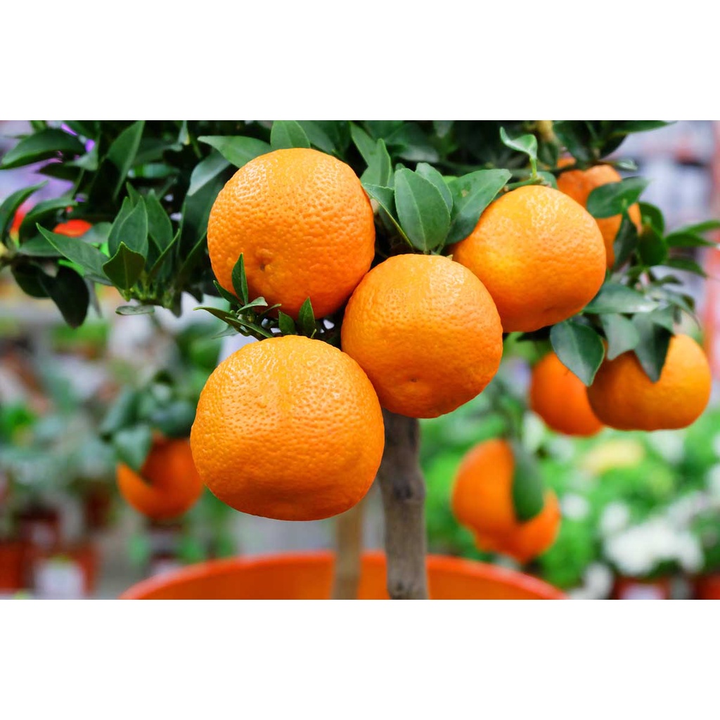 Benih Bibit Biji - Buah Jeruk Mandarin Orange Manis Jeruk Keprok Fruit Seeds - IMPORT