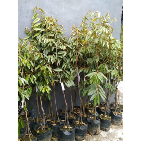 Bibit durian musang king kaki 3