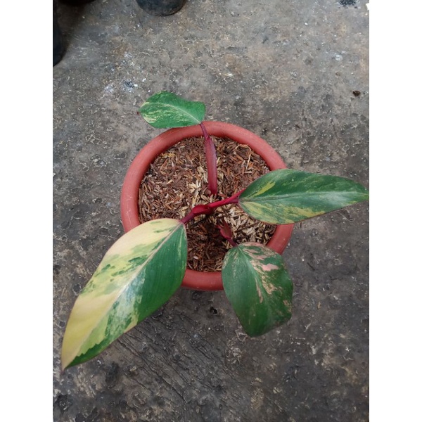 philodendron strawberry shake