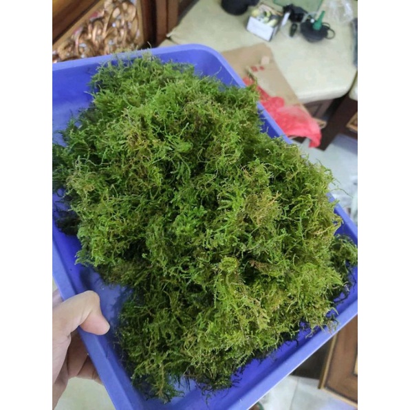 Java moss nampan 21x16