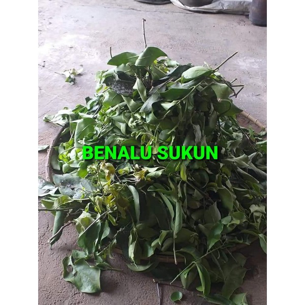 

DAUN BENALU SUKUN KERING 1000 GRAM