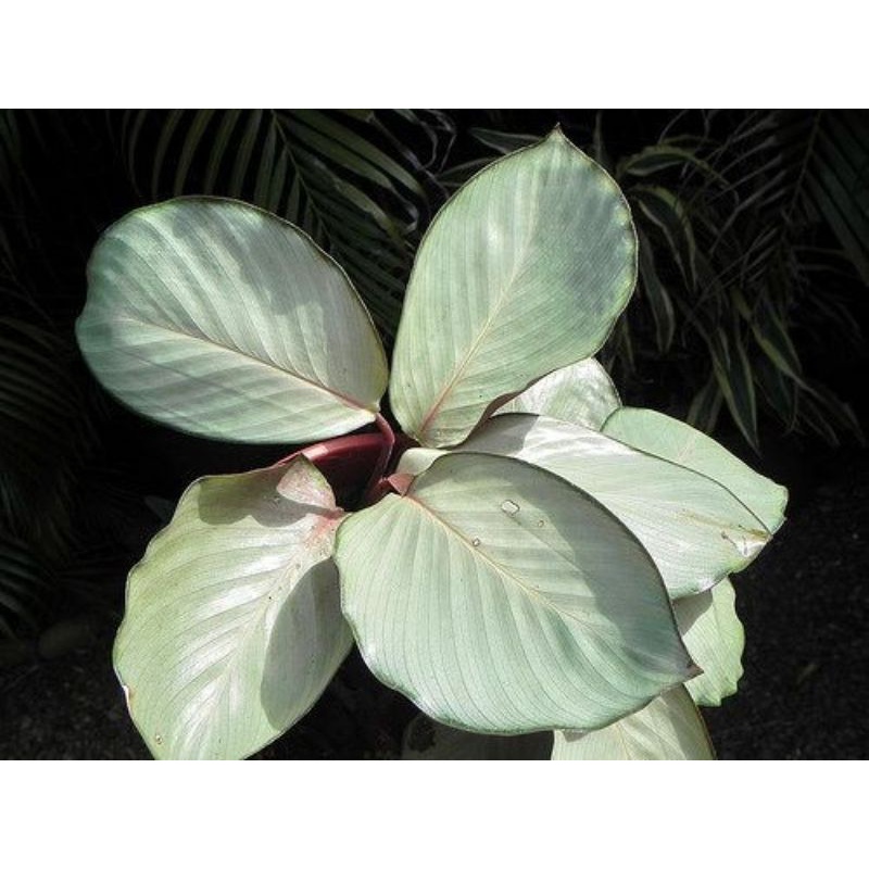 TANAMAN HIAS CALATHEA SILVERPLATE - TANAMAN HIAS CALATHEA