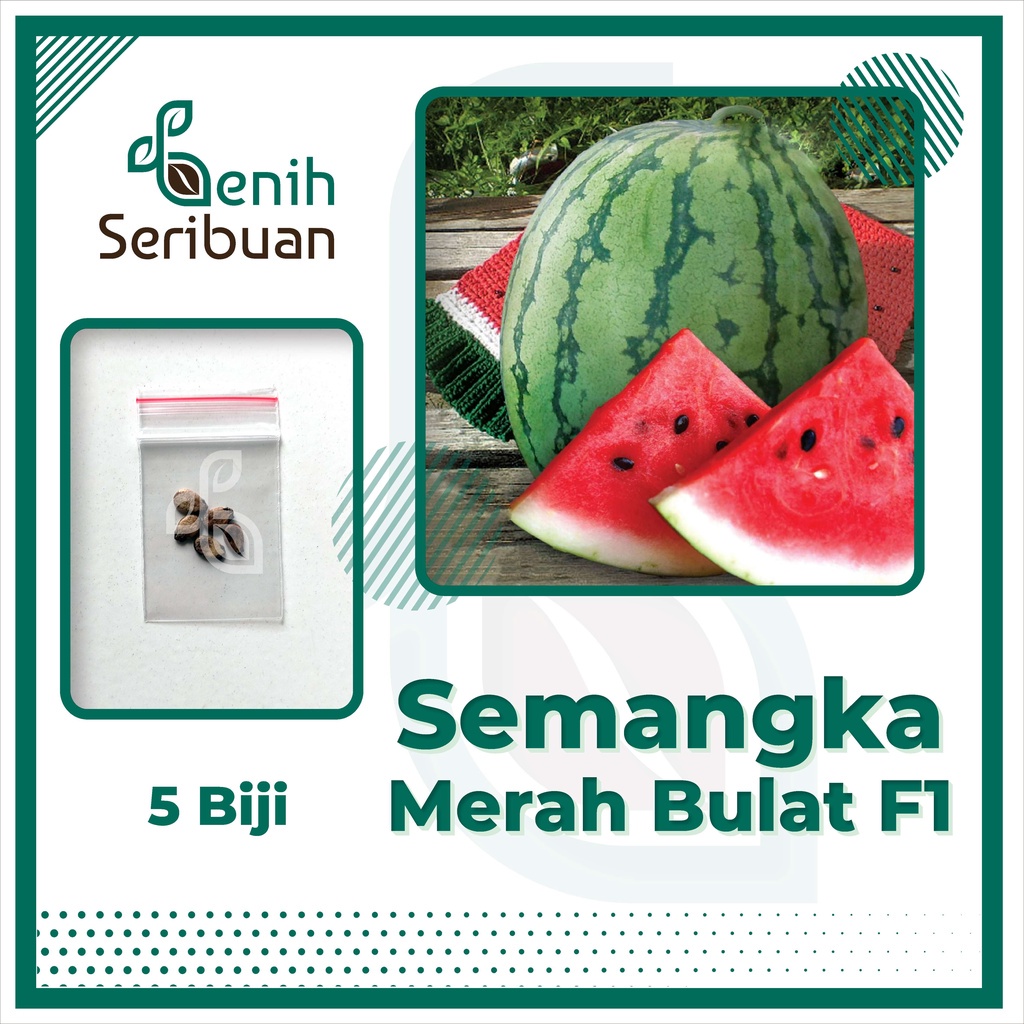 Benih Seribuan - 5 Bibit Buah Semangka Merah Jumbo F1 Hibrida