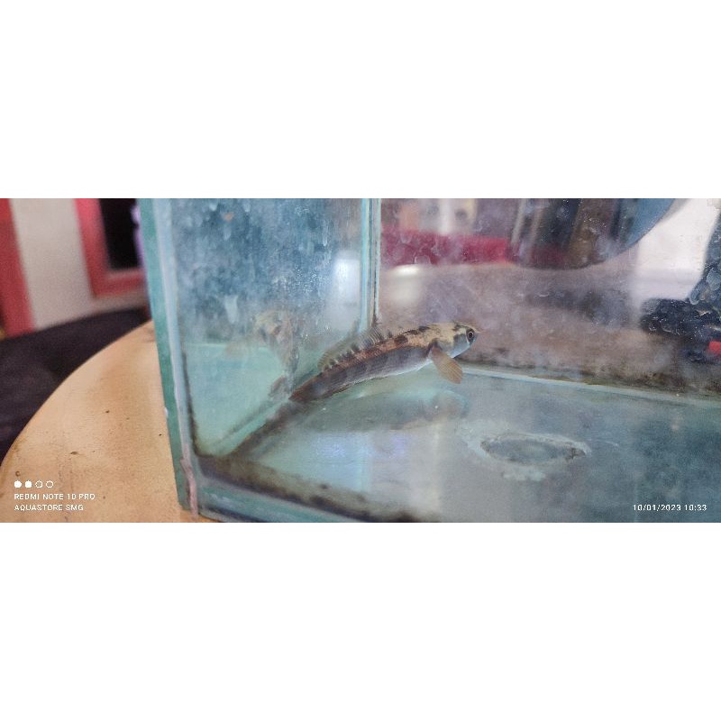 maru red barito redbar