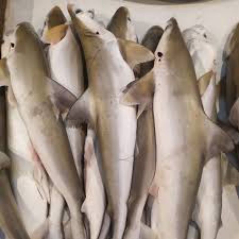 

Ikan Cucut 1kg