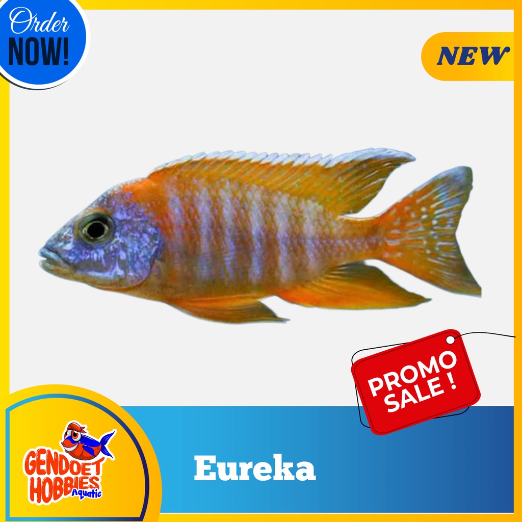 Cichlid Eureka Murah Warna