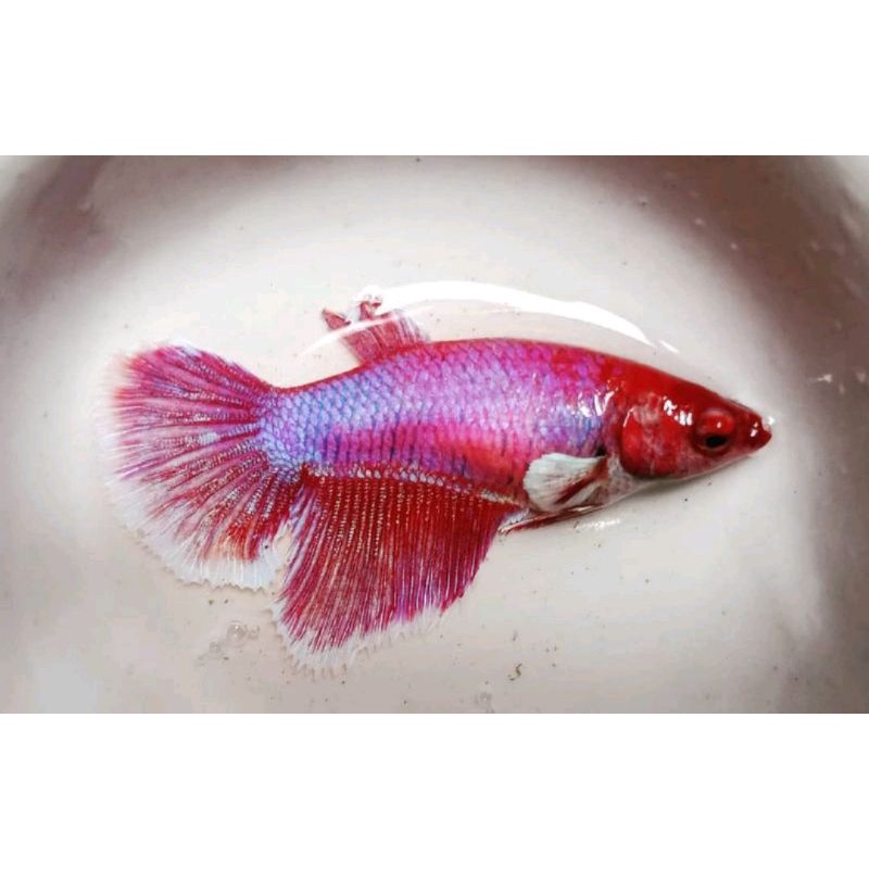 plastik ikan cupang hm/PK female