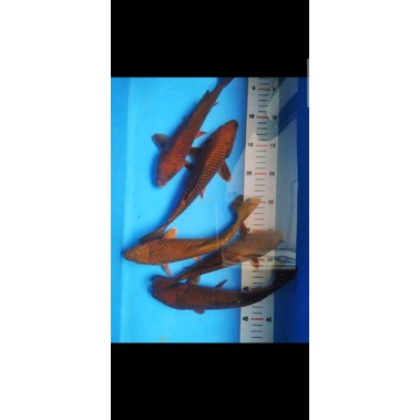 ikan koi chagoi/cagoi size25cm