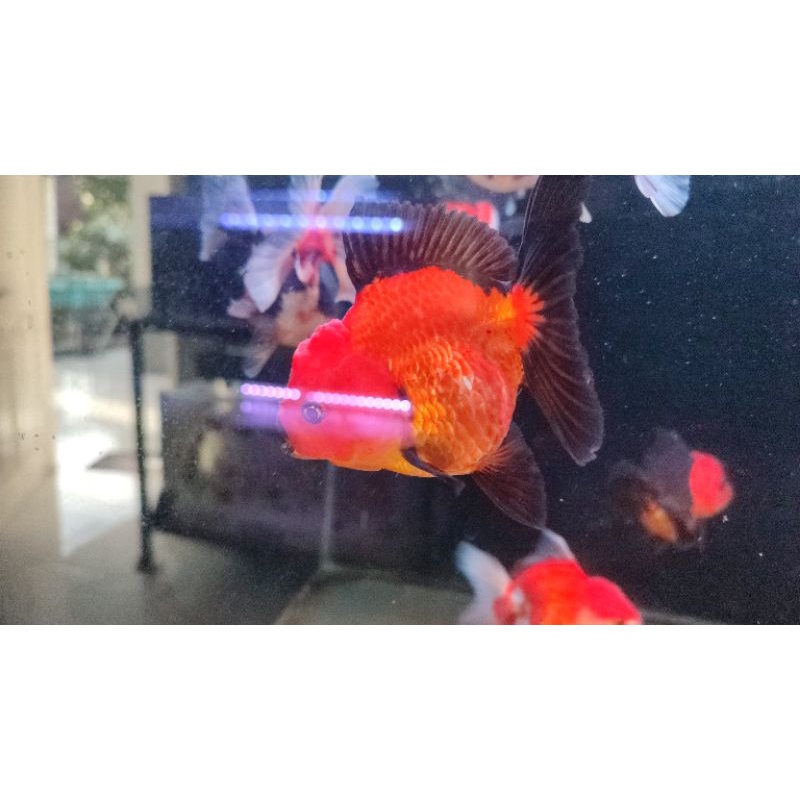 IKAN MAS ORANDA RW