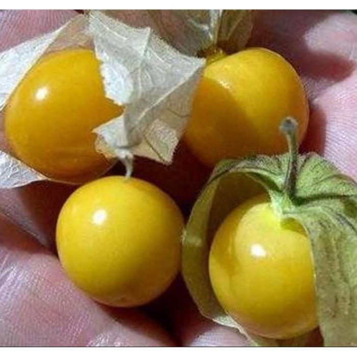 Jual Terbaik Bibit Benih Biji Buah Ciplukan Kuning Jumbo Bibit Tanaman Shopee Indonesia