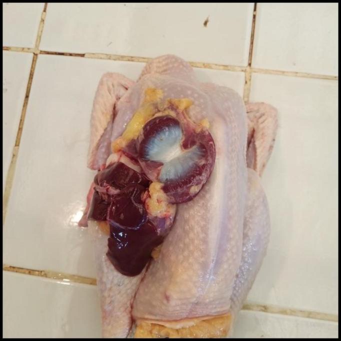

TERBARU AYAM KAMPUNG FRESH ORIGINAL F5464RY