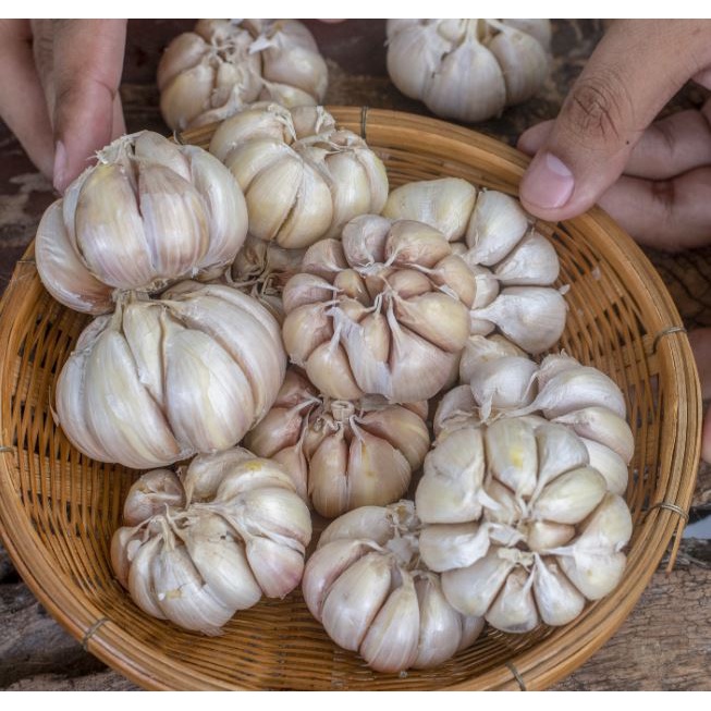 

BAWANG PUTIH SEGAR 1 KG sudah dikupas
