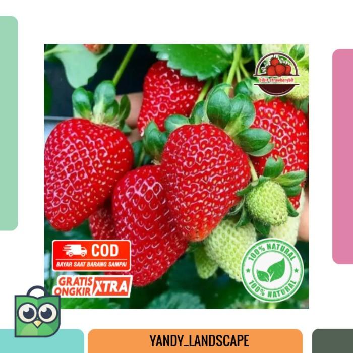 bibit tanaman buah strawberry california buah jumbo dan manis