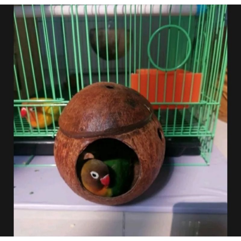 GLODOK LOVEBIRD SARANG BERTELUR KACER GLODOK BATOK KELAPA