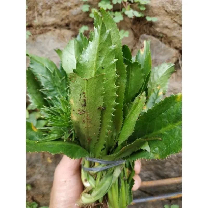 

DAUN WALANG SANGIT 250GRAM