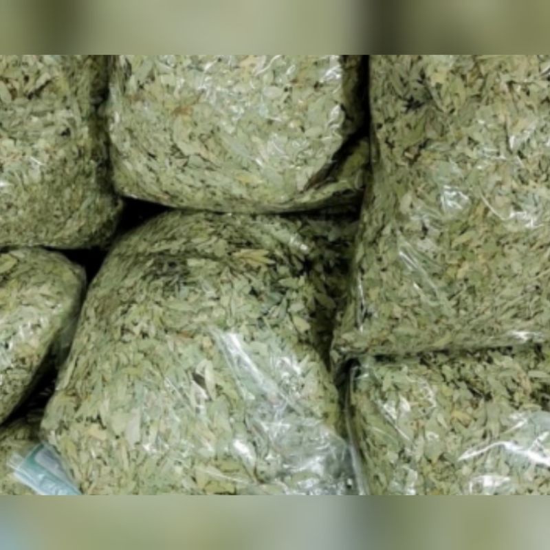 

daun teh jati cina 500grm