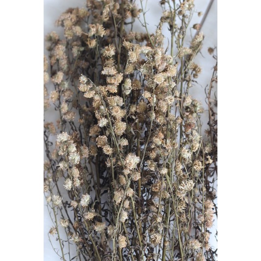 GRATIS BUNGA PIKOK KERING | DRIED PIKOK