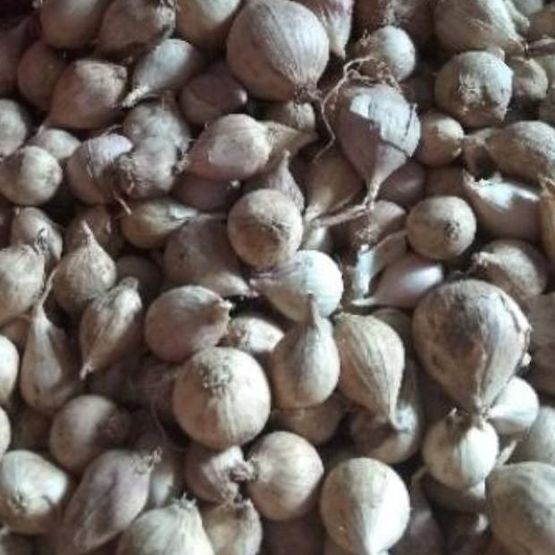

81 Bawang Putih Tunggal / Lanang LOKAL 500 Gram ➾Buruan Beli
