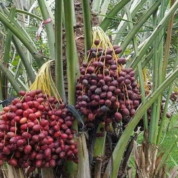 Bibit Berkwalitas Bibit Buah Kurma KL 1 Super Unggulan