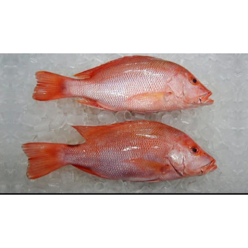 

Kakap Merah Segar 1 Kg