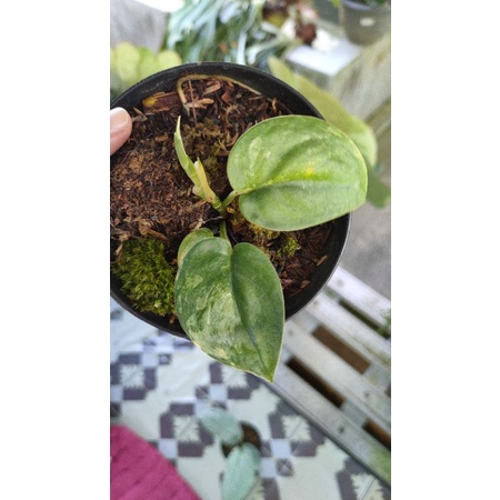 Philo jungle fever varigata