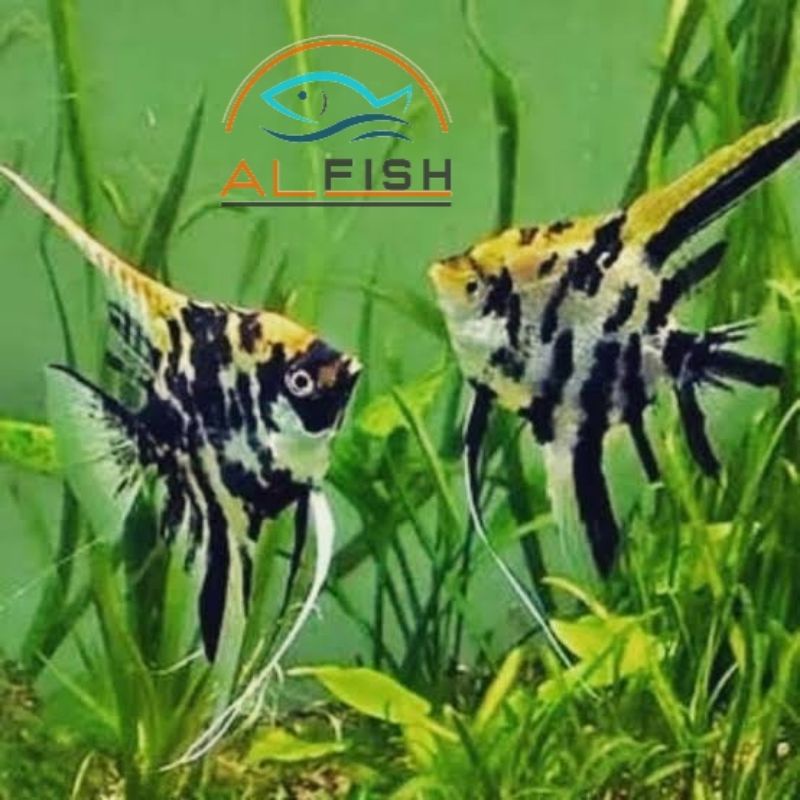 TERMURAH ikan hias manfish tricolor