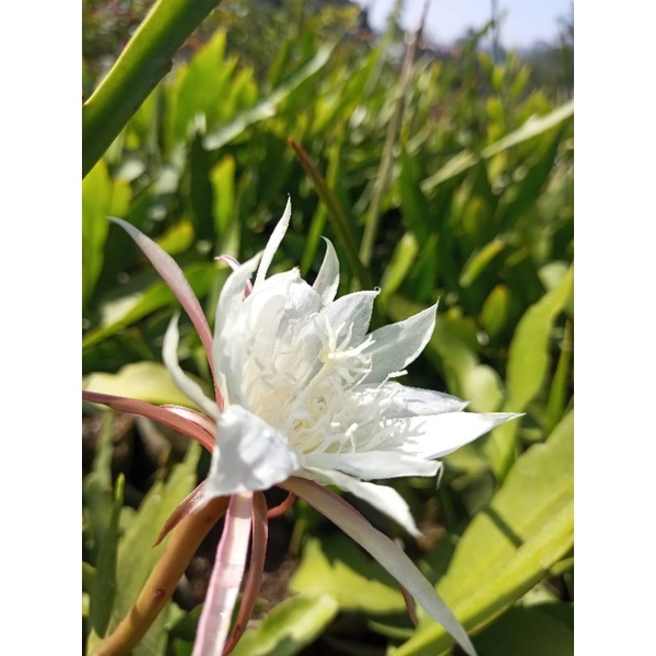 BUNGA HIAS WIJAYA KUSUMA (dewasa)