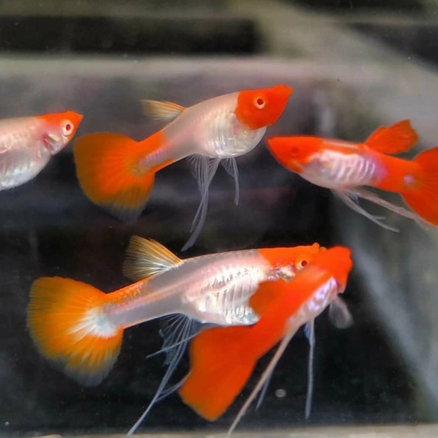 Jual DEKORASI AKUARIUM GUPPY ALBINO KOI RIBBON HIASAN PERCANTIK