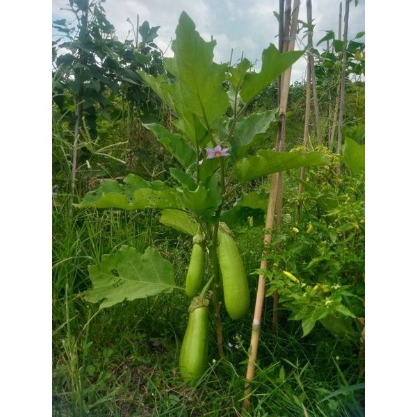 Benih Biji Terong Hijau Lokal Jenis Hitavi 100 g