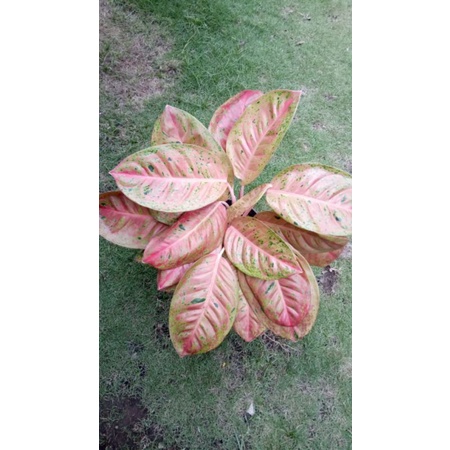 aglonema bigroy rumpun 2