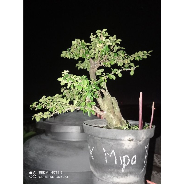 bonsai sisir (kaliage)