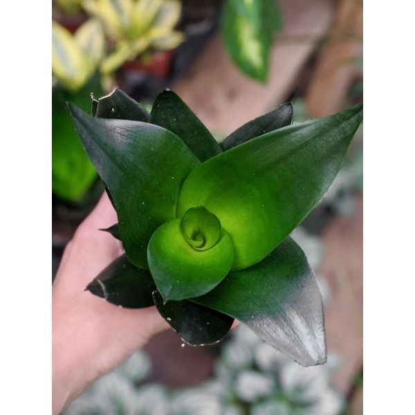 TANAMAN HIAS SANSIVERA MINI BLACK DRAGON SUCCULENT INDOOR