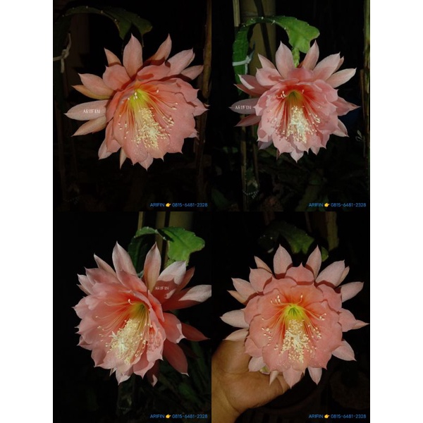 Tanaman Hias Wijaya Kusuma Hibrid ID ARGUS
