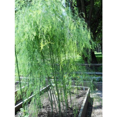 Benih Seribuan - 2 Bibit Asparagus F1 Mary Washington Sayuran Herb Hibrida