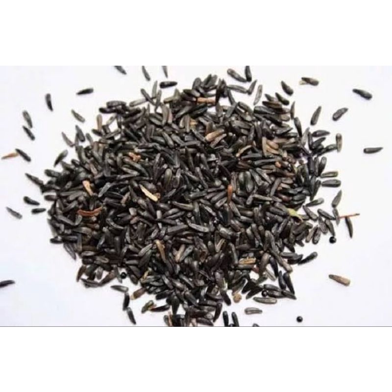 niger seed 1kg pakan burung