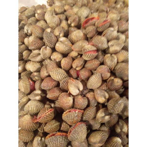 

kerang dara 500 gram