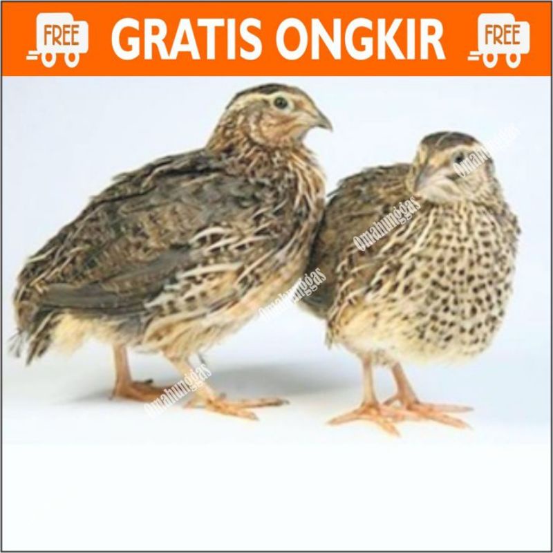 burung puyuh  betelor  dan jantan dan betina