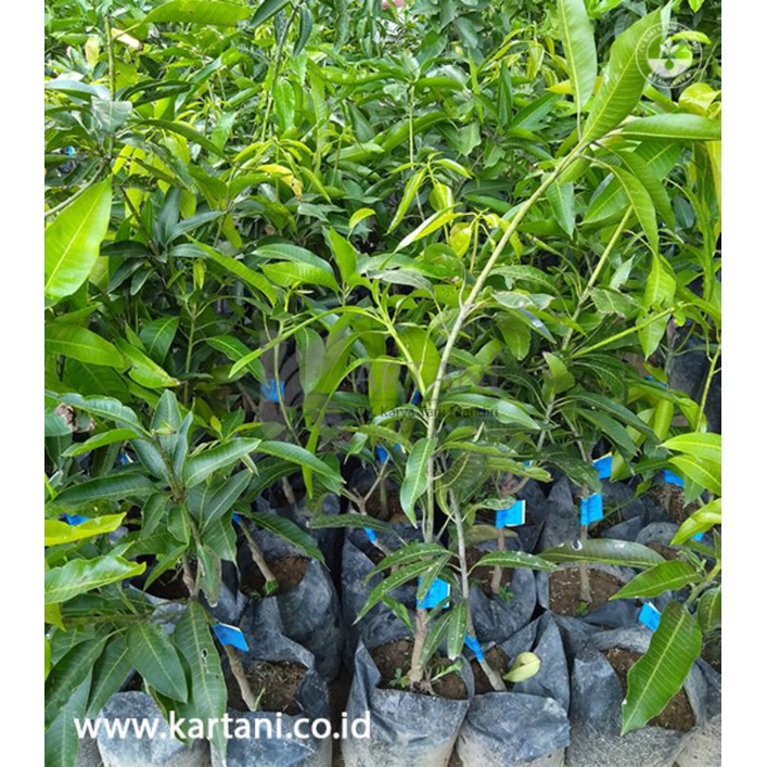 bibit mangga kiojay berbunga (1m)