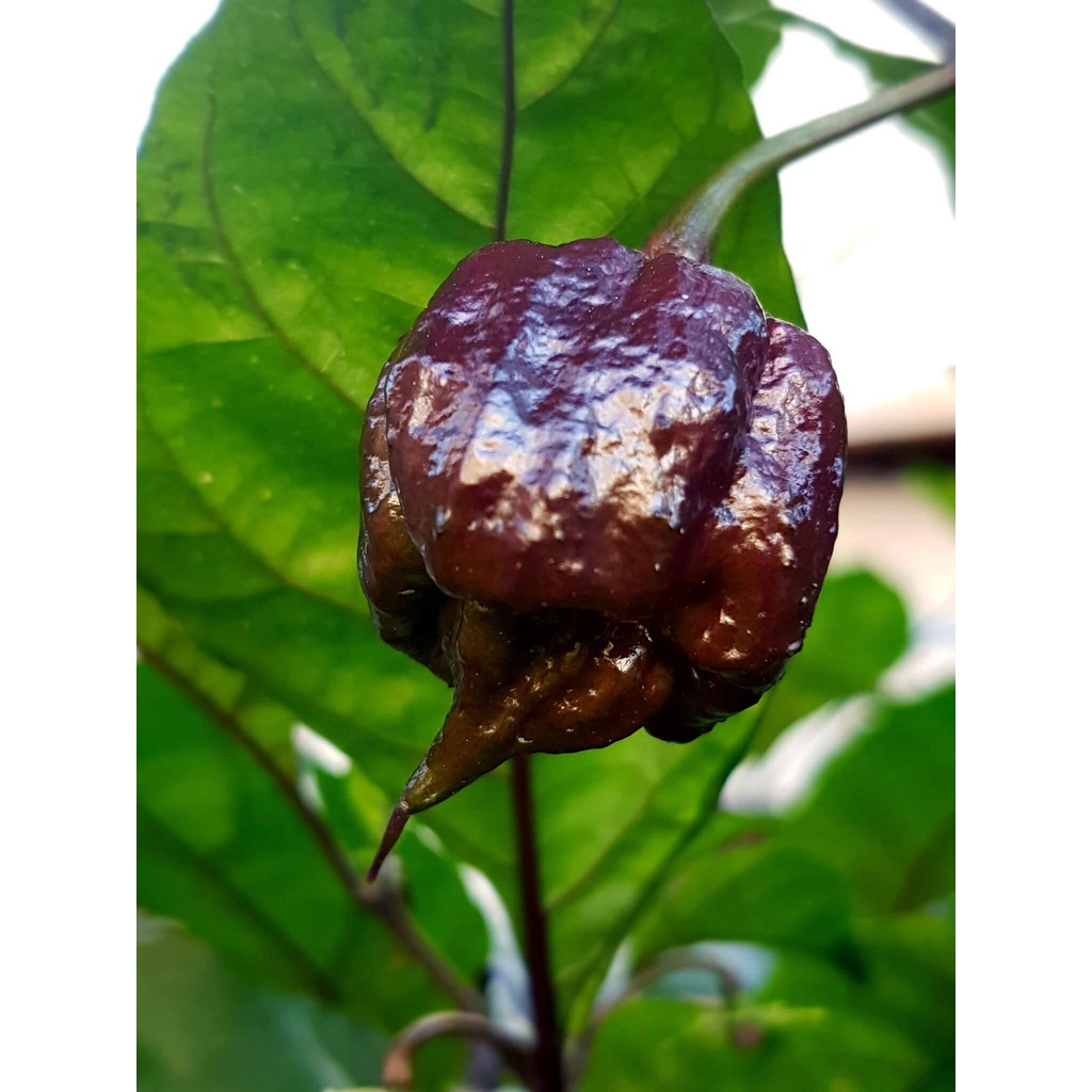 Benih Seribuan - 2 Bibit Cabe Carolina Reaper Ungu Unggul