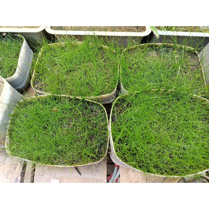 Paket Tanaman Aquascape karpet
